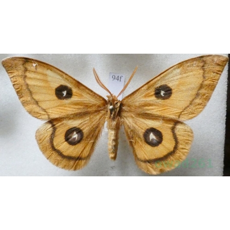 Aglia tau (Linnaeus, 1758) male Lotnica zyska Czech94f